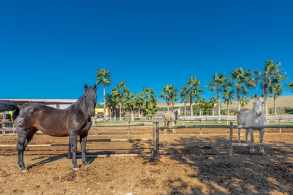  en venta finca rústica Coín Valle Del Guadalhorce 22