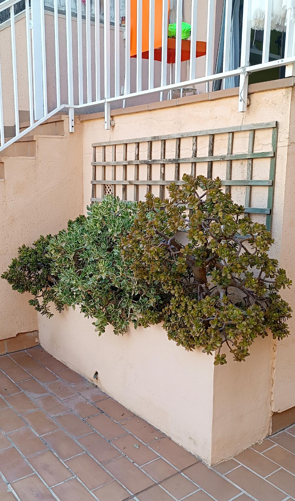  en venta dúplex La Bonanova Palma 2
