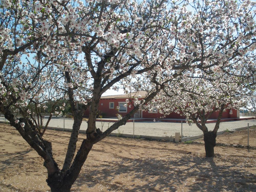  en venta chalet Pla De Sant Josep Baix Vinalopó 16