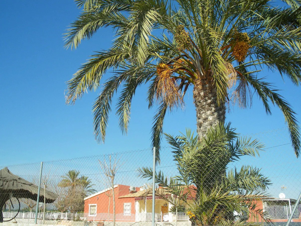 en venta chalet Pla De Sant Josep Baix Vinalopó 10