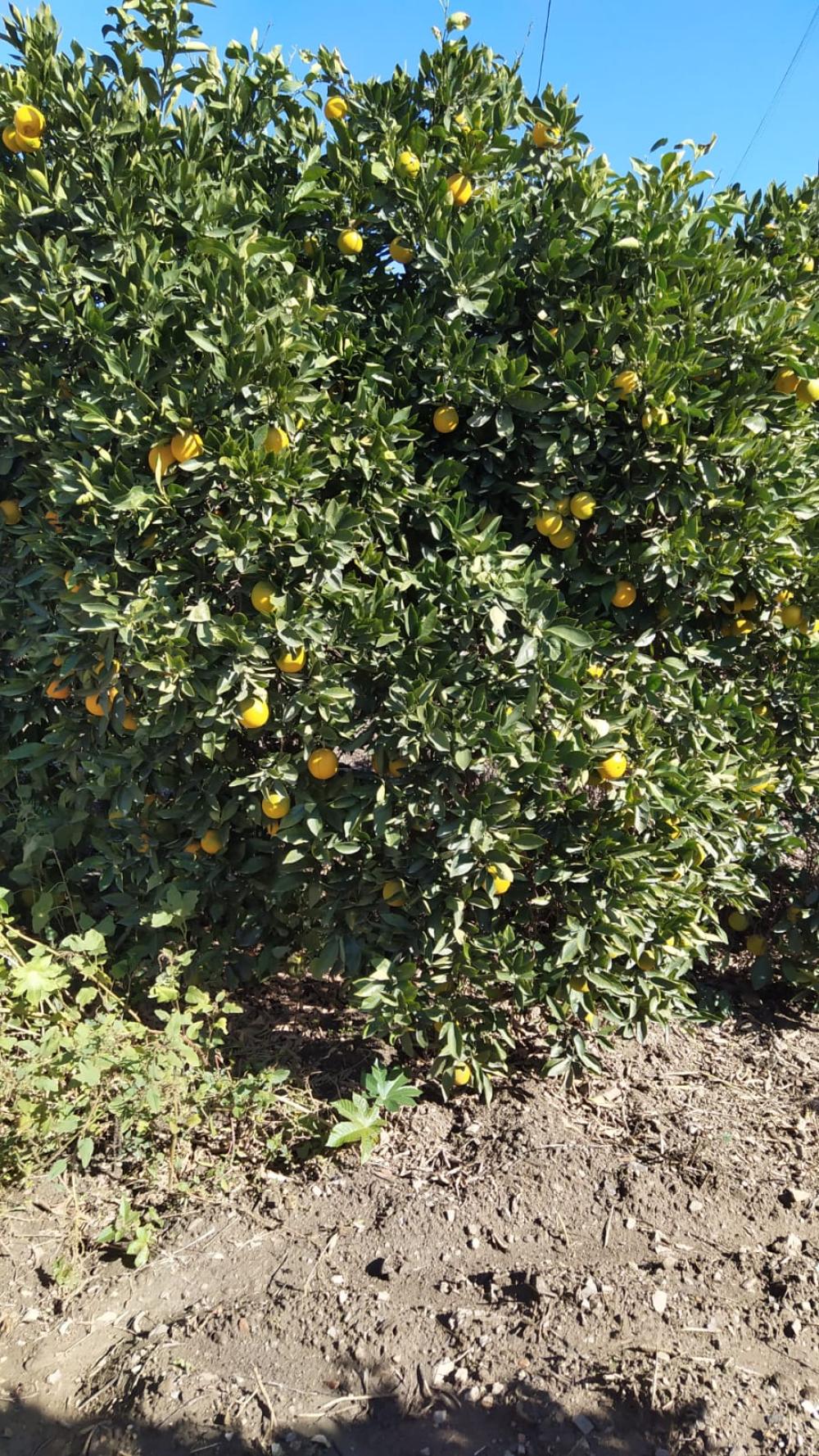  en venta finca rústica Coín Valle Del Guadalhorce 7