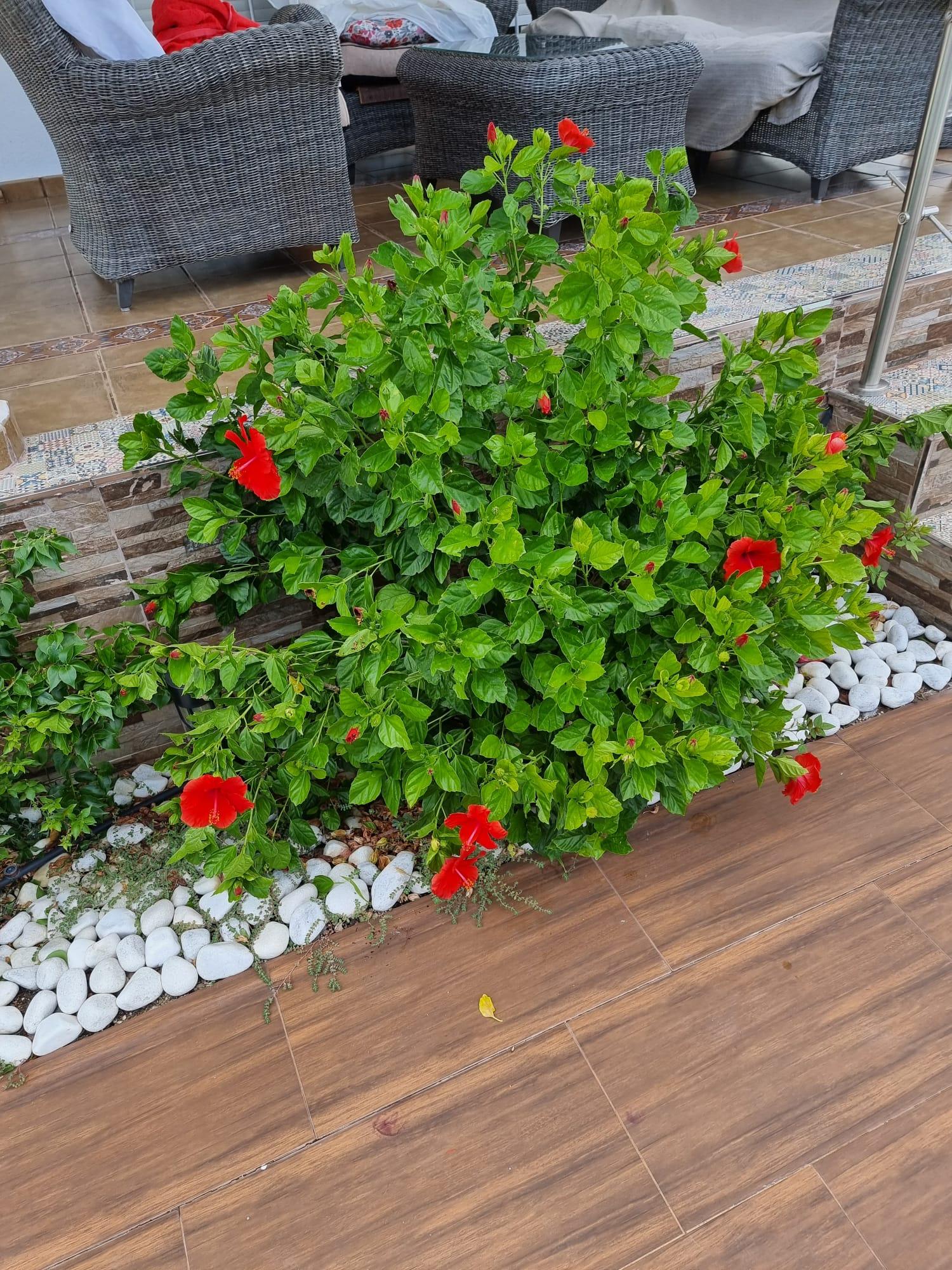  en venta casa Calasparra Noroeste 19