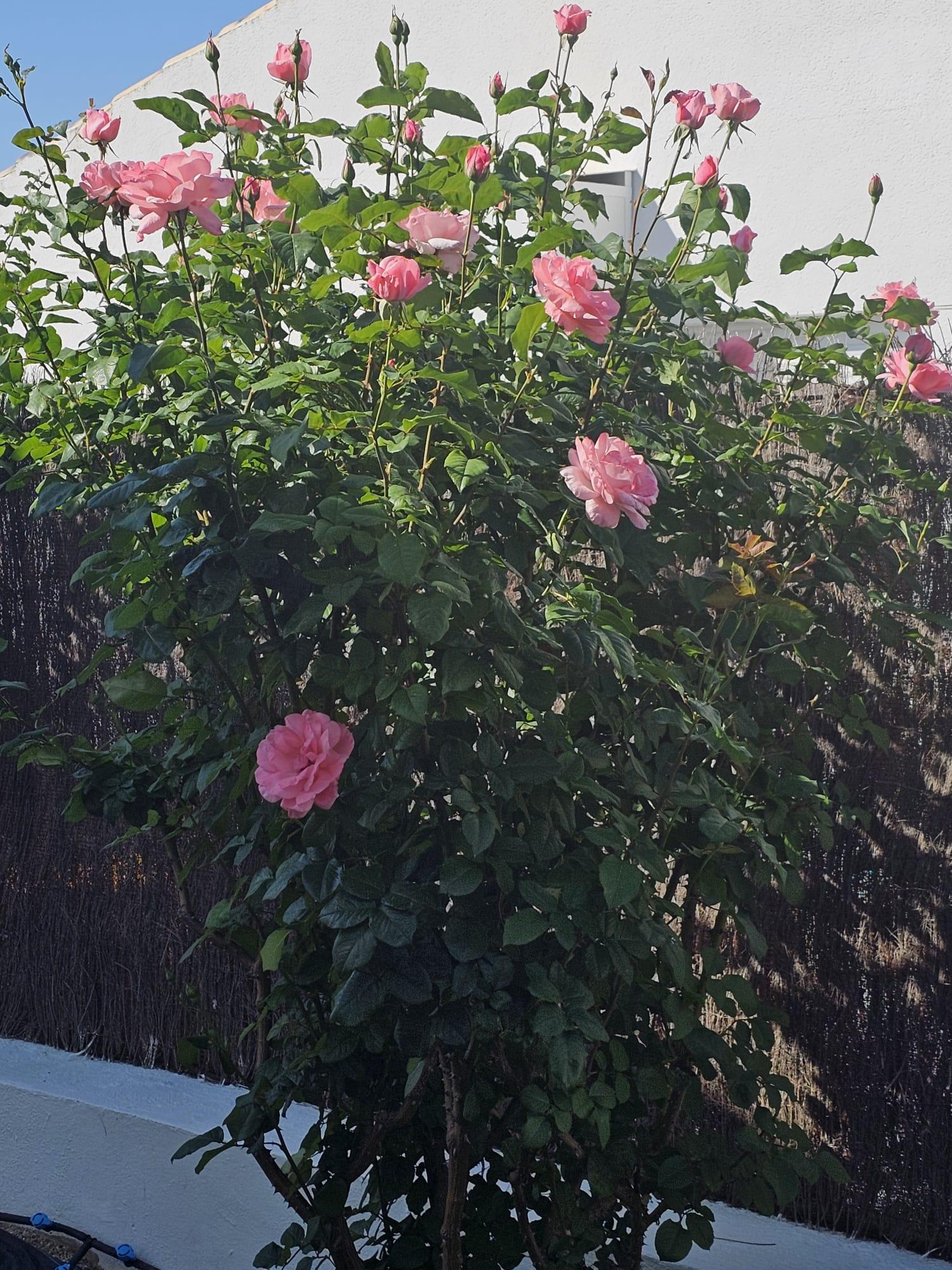  en venta casa Calasparra Noroeste 18