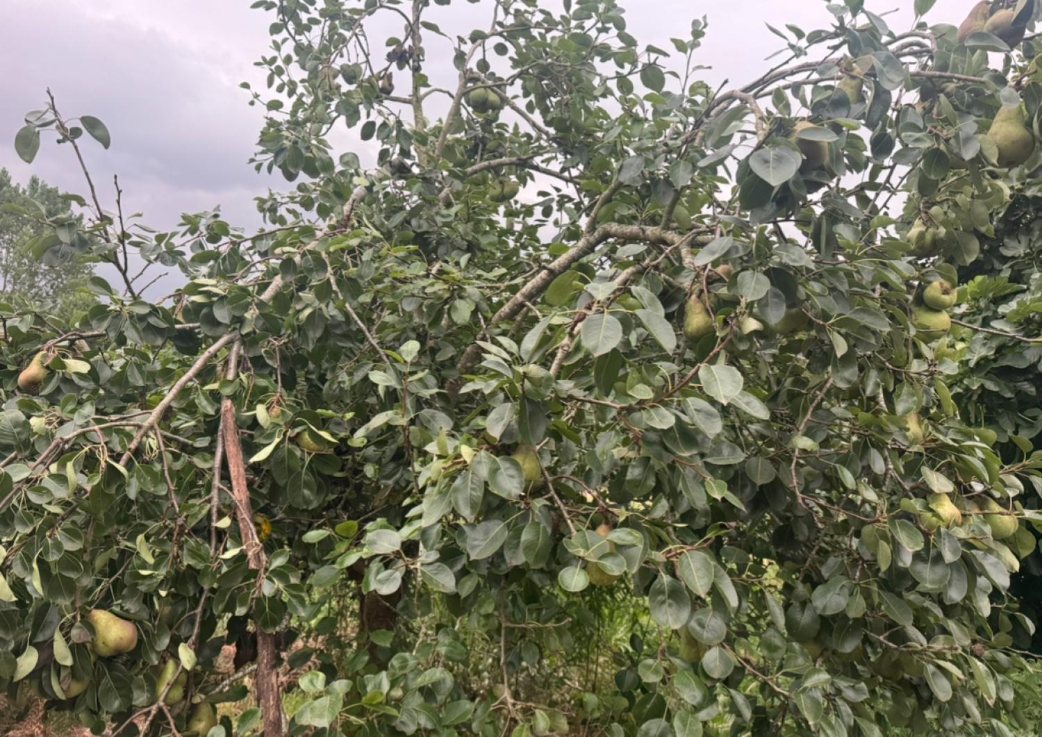  en venta casa Mondoñedo Mariña Central 41