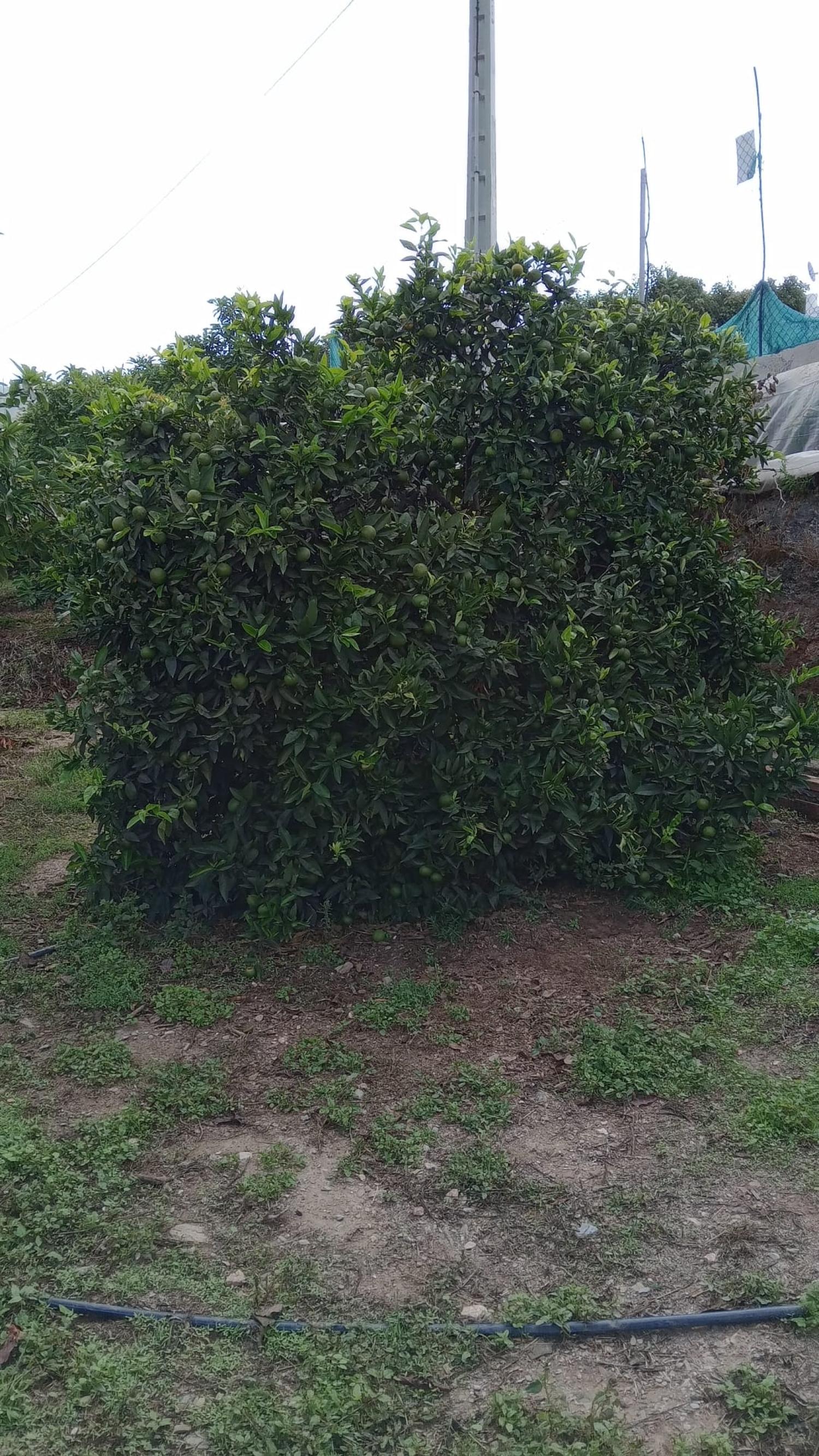  en venta casa de pueblo Puntalón Costa Tropical 12