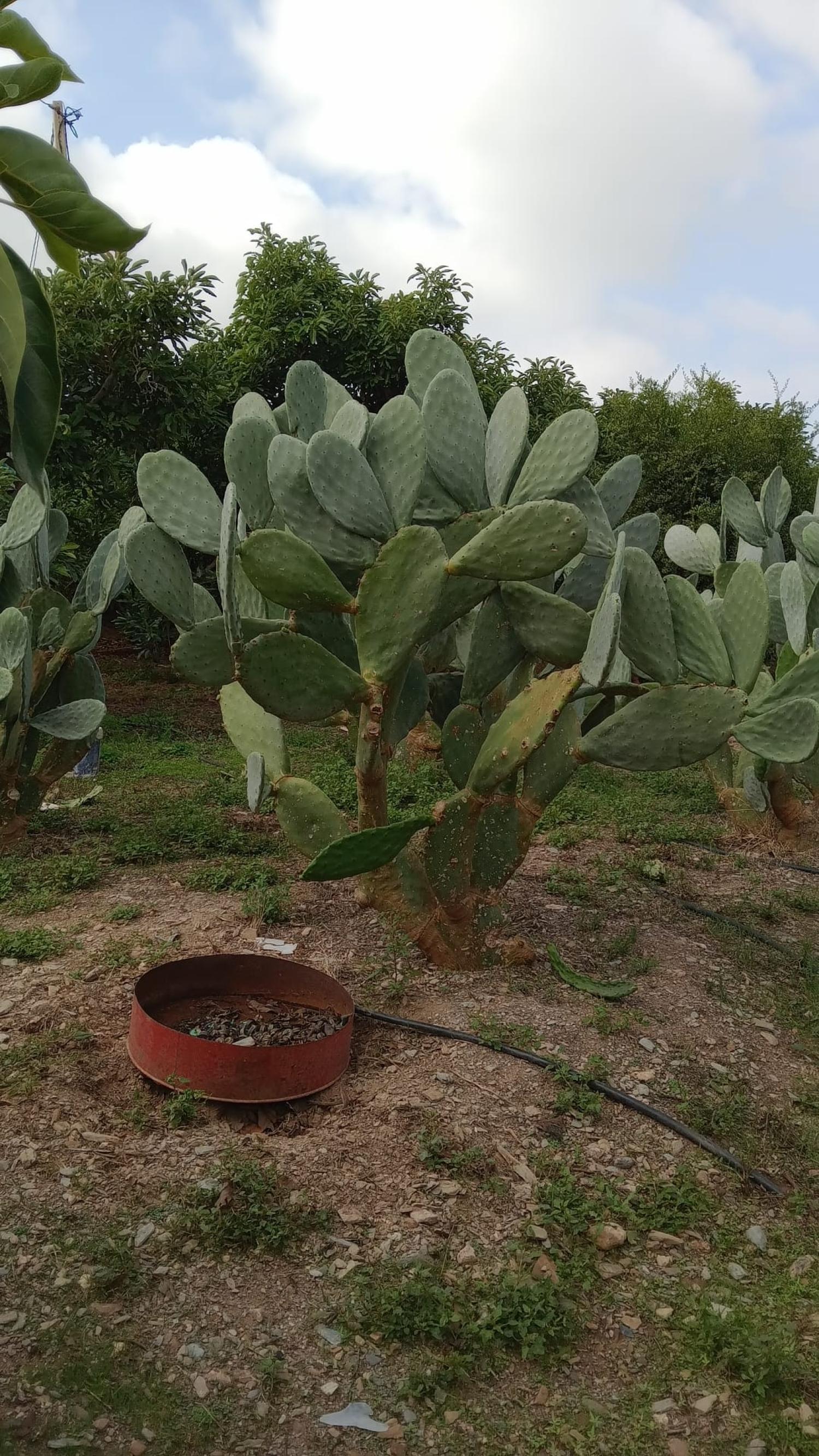  en venta casa de pueblo Puntalón Costa Tropical 10