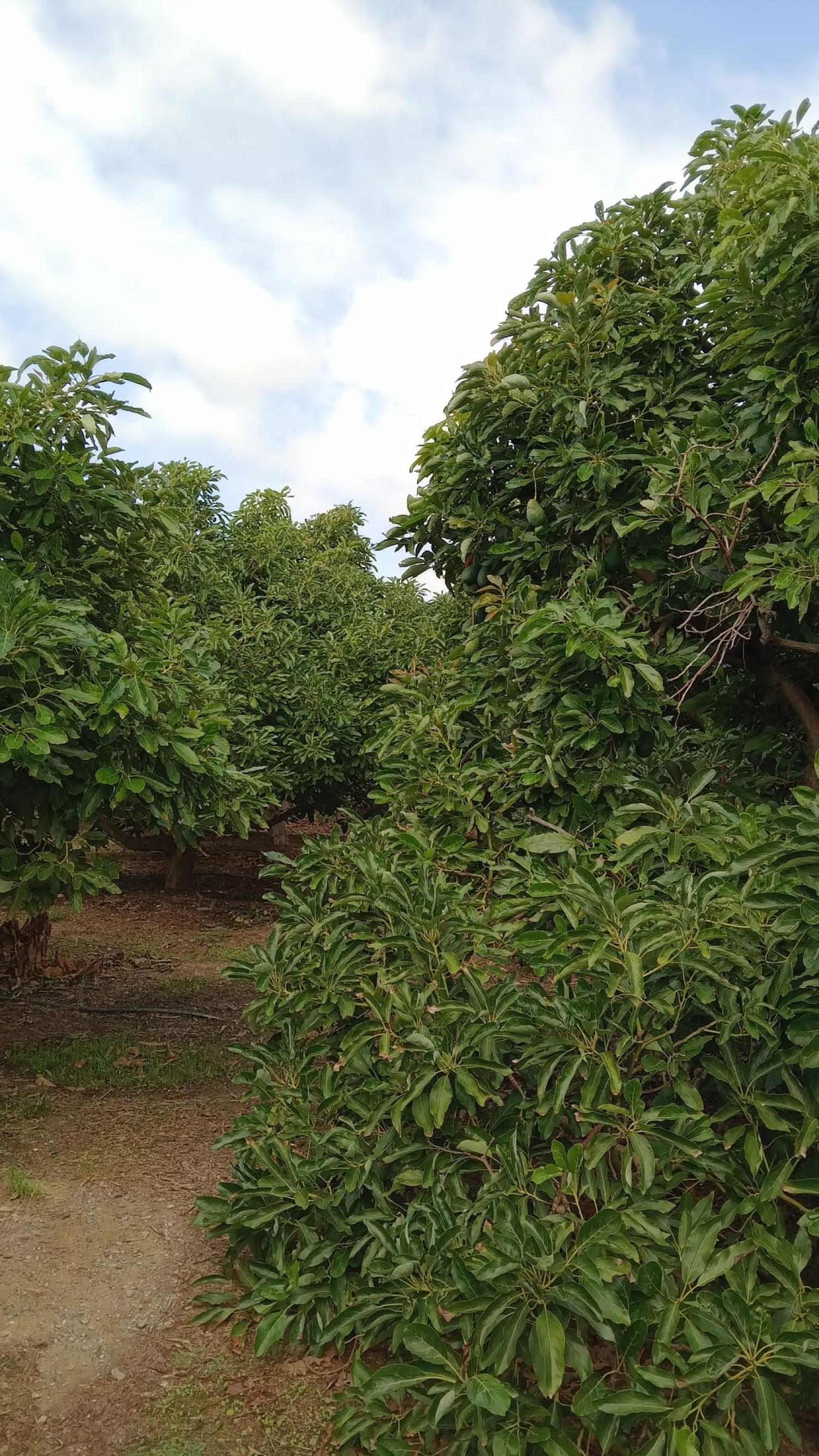  en venta casa de pueblo Puntalón Costa Tropical 13