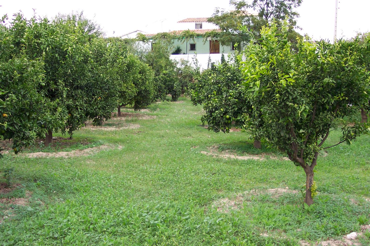  en venta finca rústica Lubrín Levante Almeriense 1