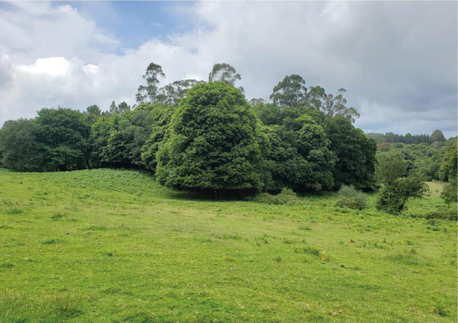 en venta terreno Pousada De Arriba Tierra De Mellid 3