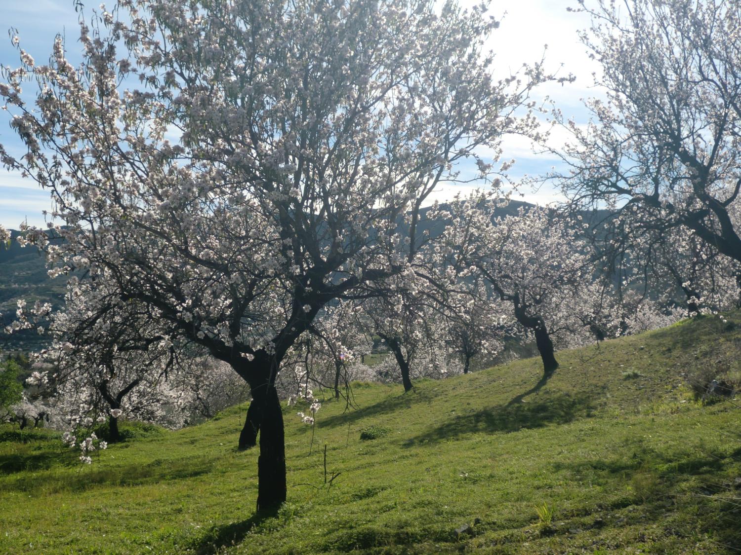  en venta finca rústica Lubrín Levante Almeriense 6