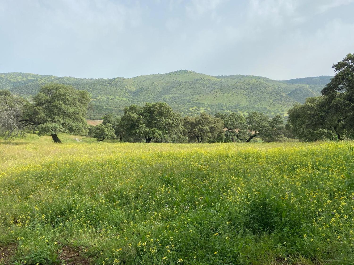  en venta finca rústica Cazalla De La Sierra Sierra Norte 4