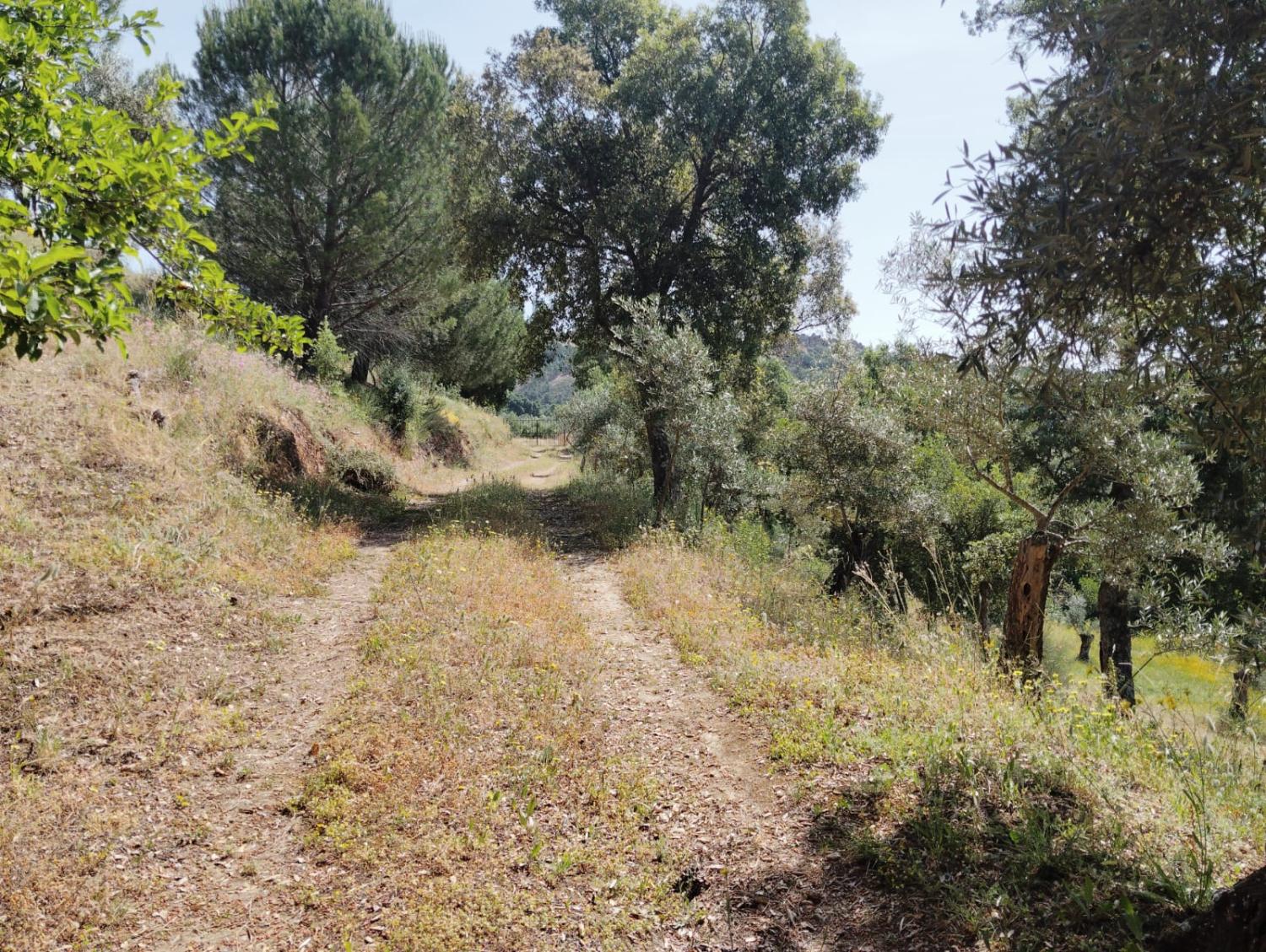  en venta finca rústica Cañamero Villuercas 3