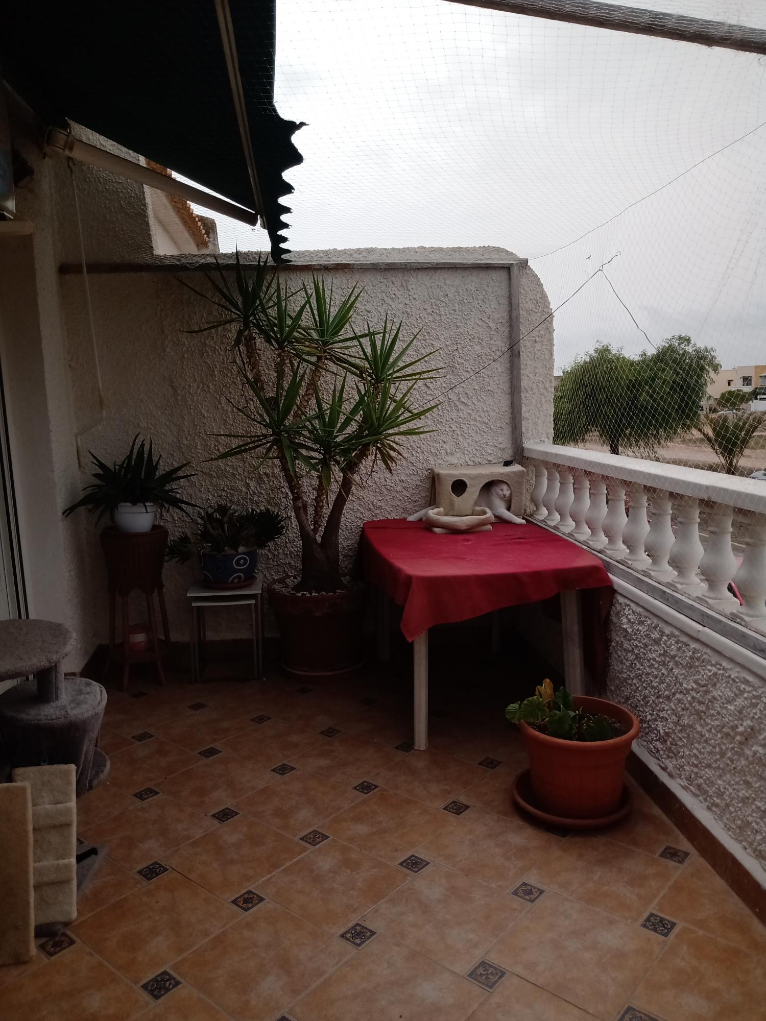  en venta pareado Orihuela Costa Baix Segura 6