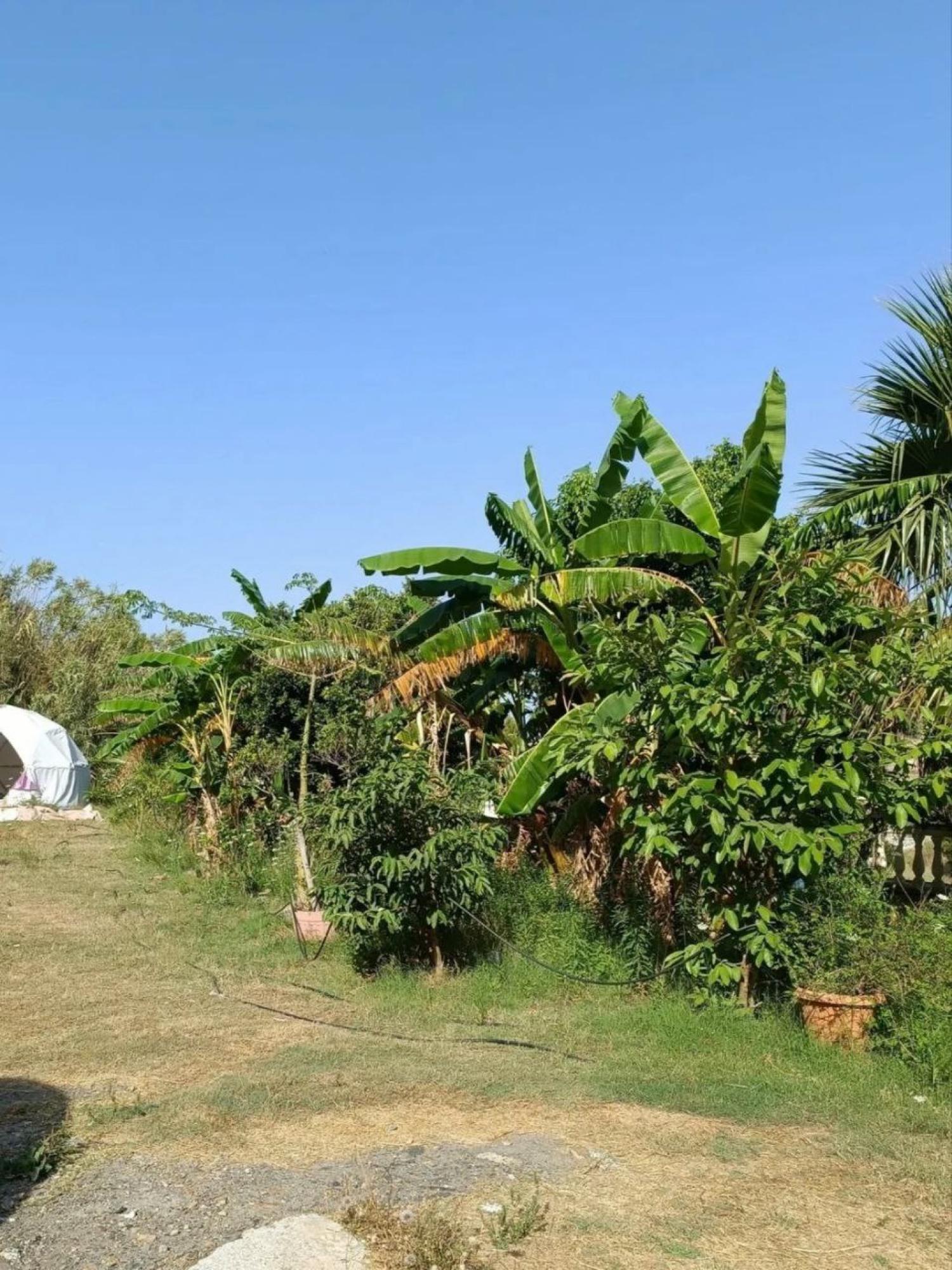  en venta finca rústica Motril Costa Tropical 27