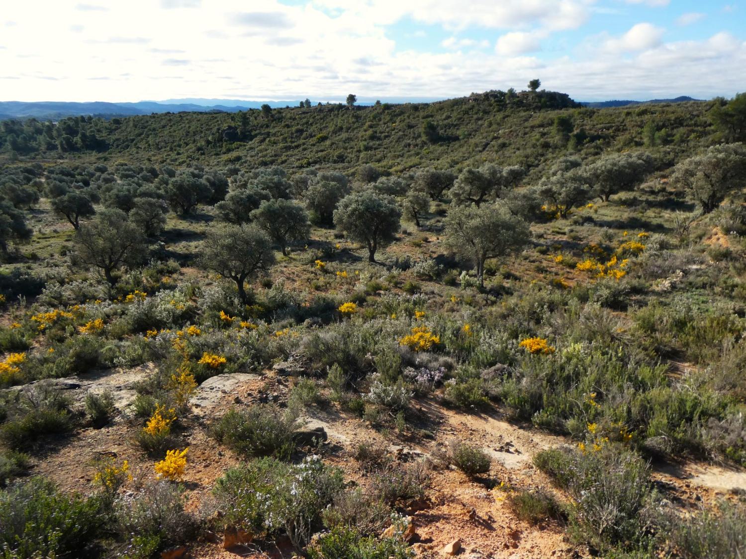  en venta finca rústica Fabara Bajo Aragón-Caspe 27