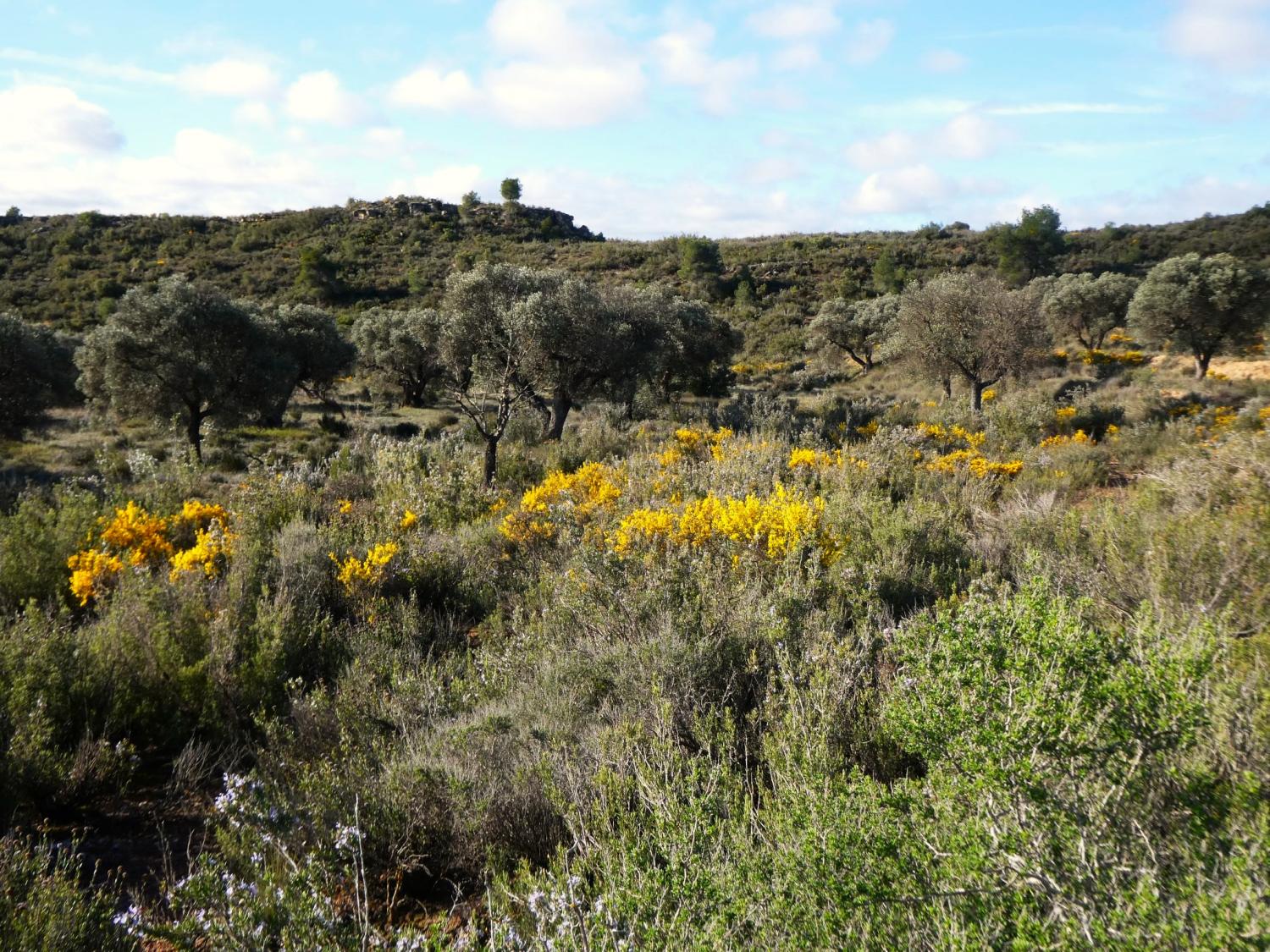  en venta finca rústica Fabara Bajo Aragón-Caspe 26