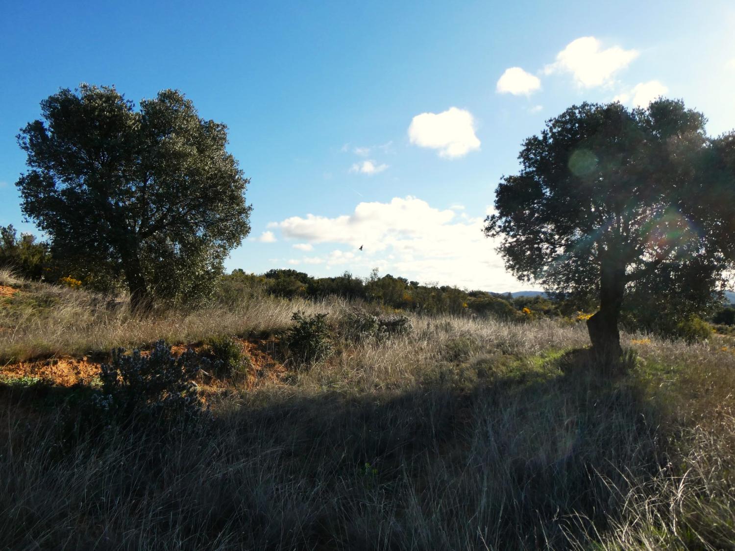  en venta finca rústica Fabara Bajo Aragón-Caspe 23