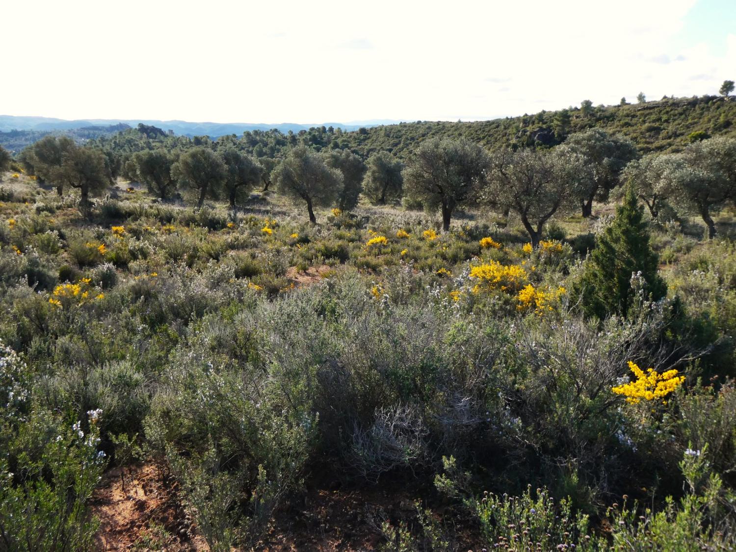  en venta finca rústica Fabara Bajo Aragón-Caspe 25