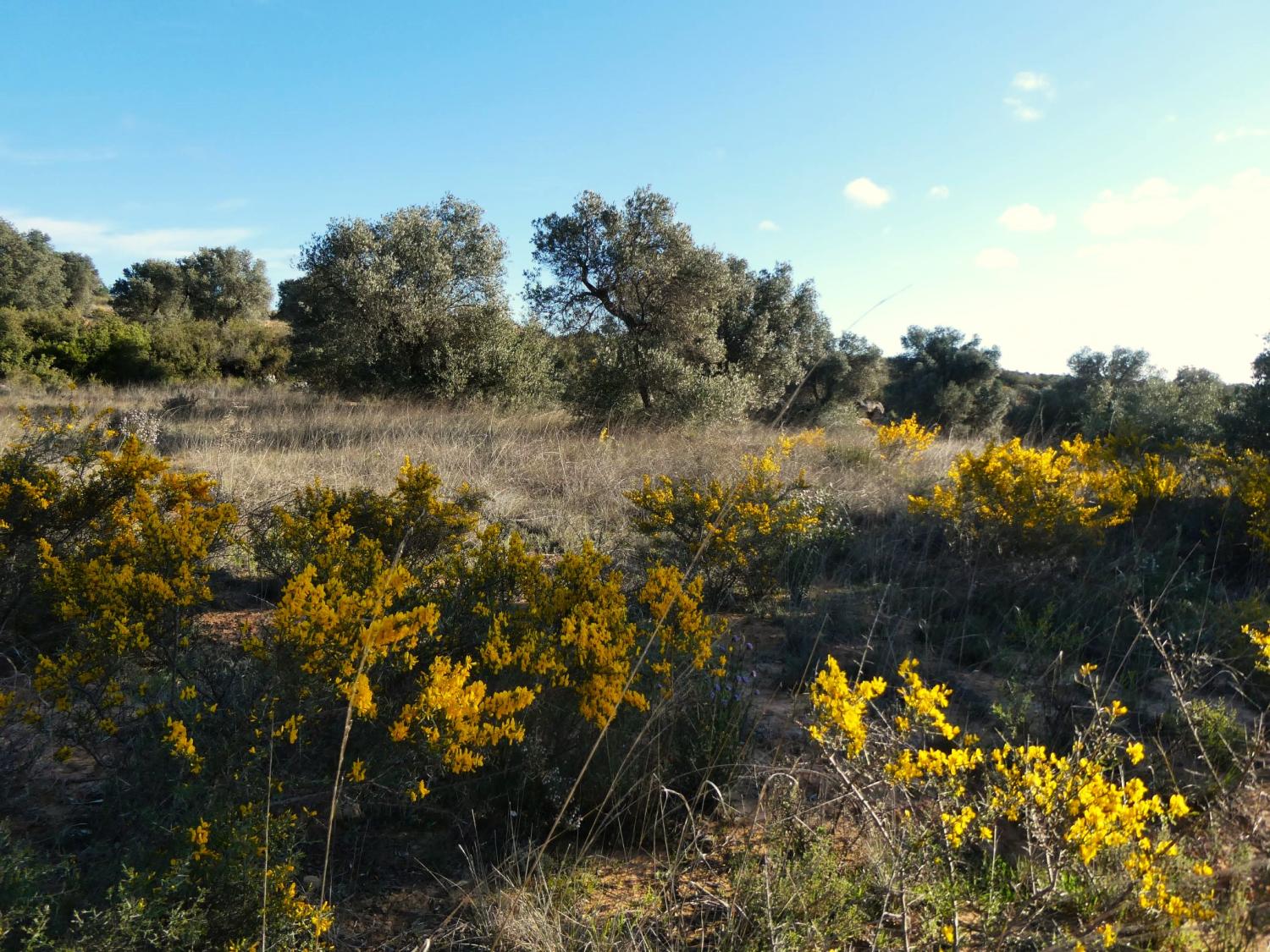  en venta finca rústica Fabara Bajo Aragón-Caspe 17