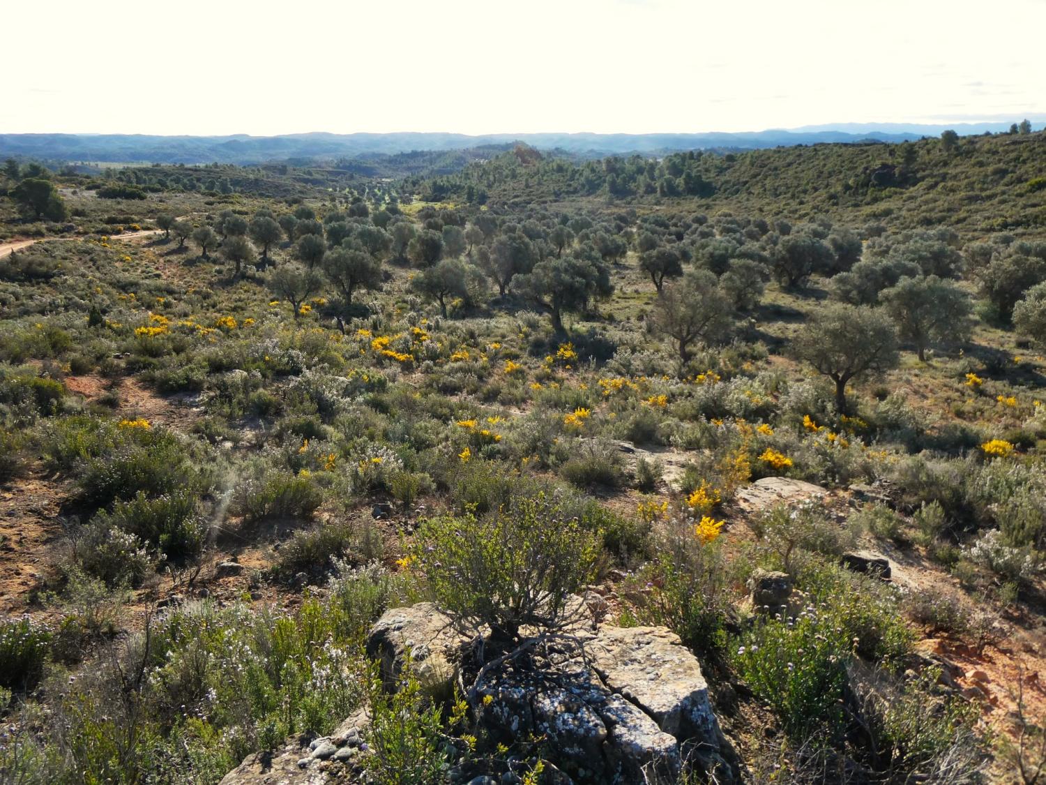  en venta finca rústica Fabara Bajo Aragón-Caspe 28