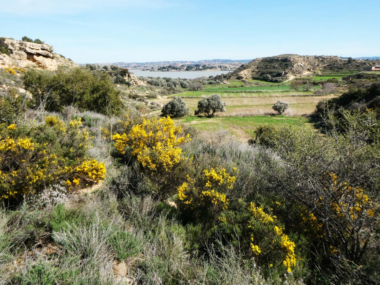  en venta finca rústica Caspe Bajo Aragón-Caspe 29
