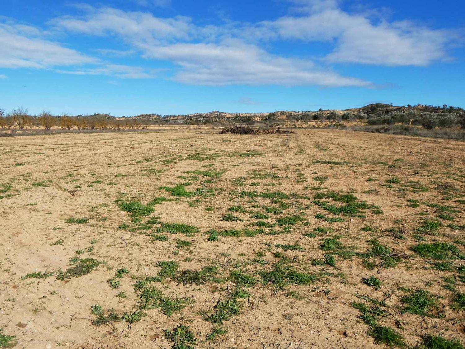  en venta finca rústica Fabara Bajo Aragón-Caspe 17