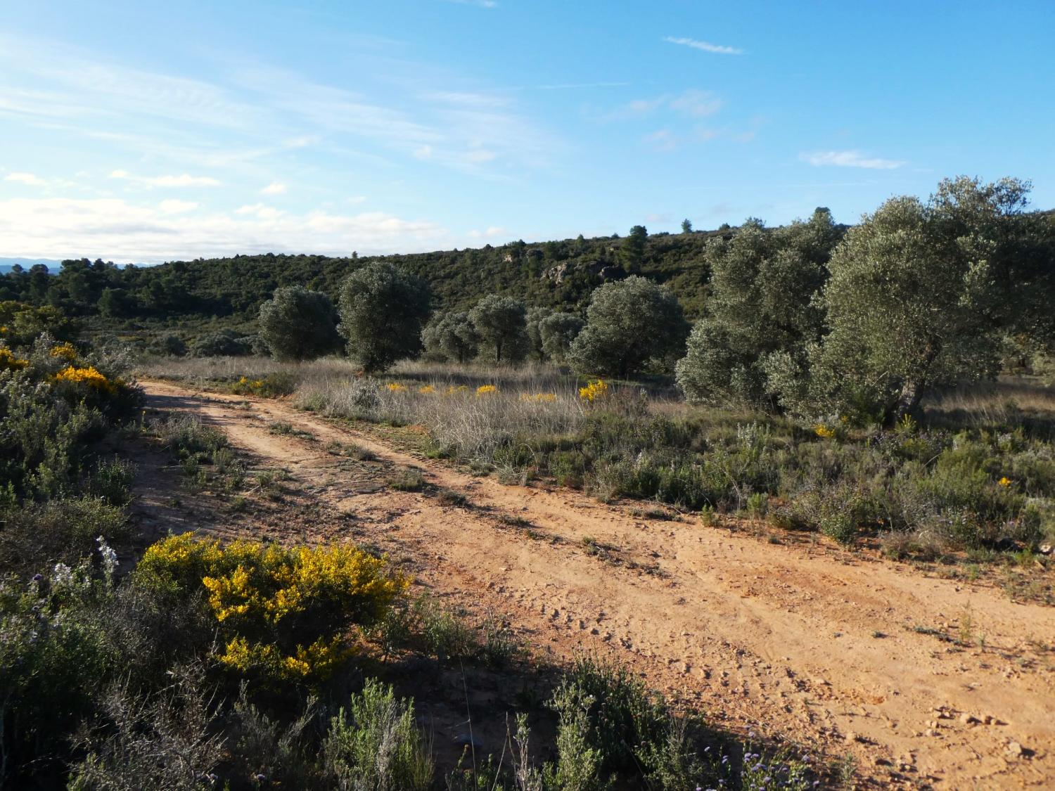  en venta finca rústica Fabara Bajo Aragón-Caspe 2