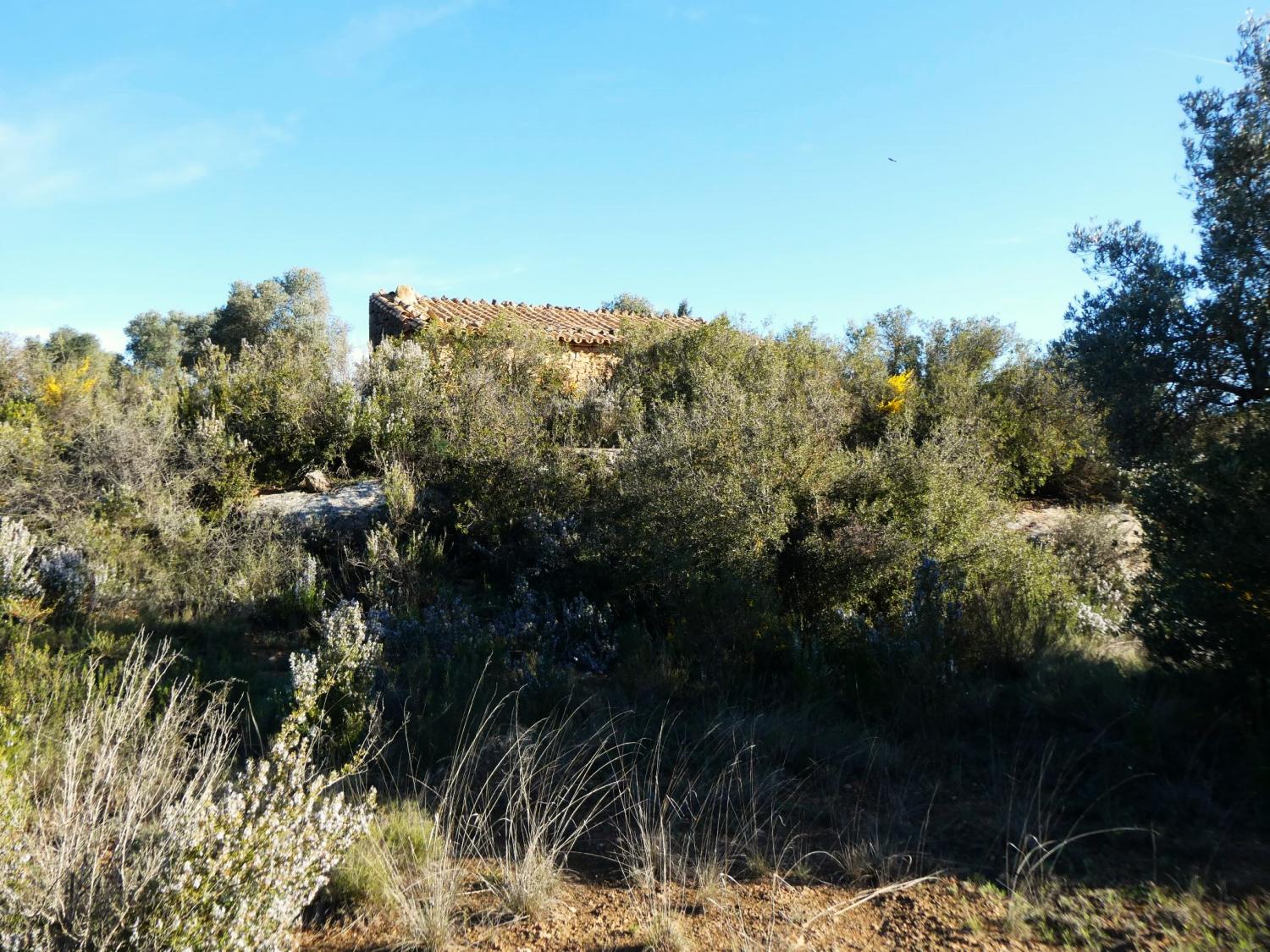  en venta finca rústica Fabara Bajo Aragón-Caspe 20