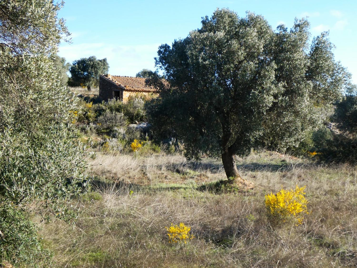  en venta finca rústica Fabara Bajo Aragón-Caspe 18