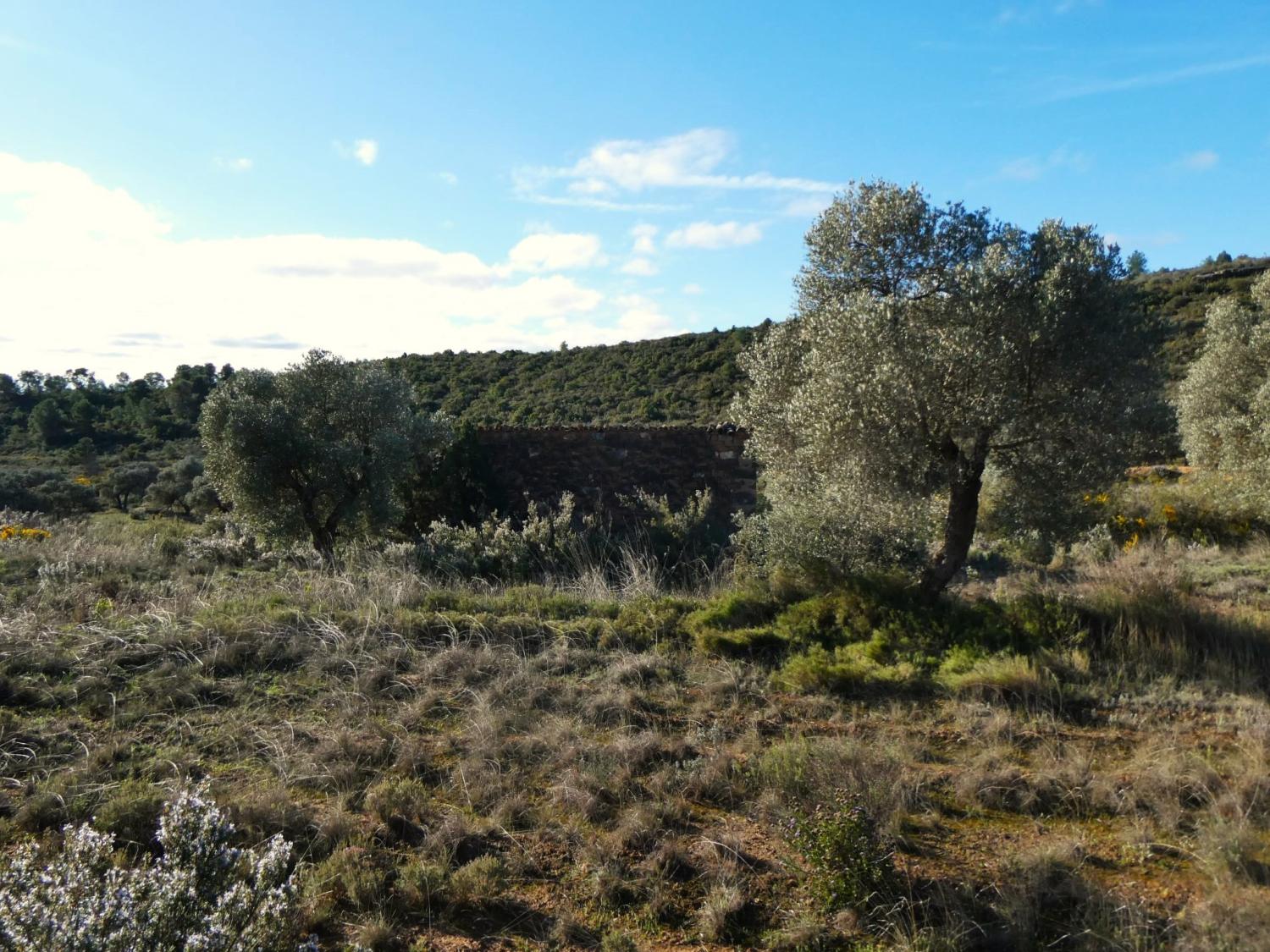 en venta finca rústica Fabara Bajo Aragón-Caspe 24