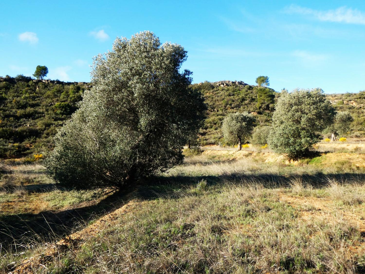  en venta finca rústica Fabara Bajo Aragón-Caspe 15