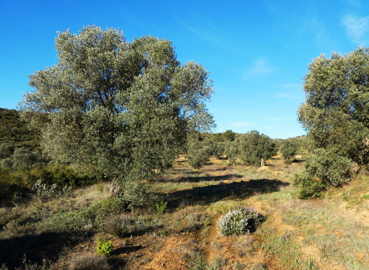  en venta finca rústica Fabara Bajo Aragón-Caspe 8
