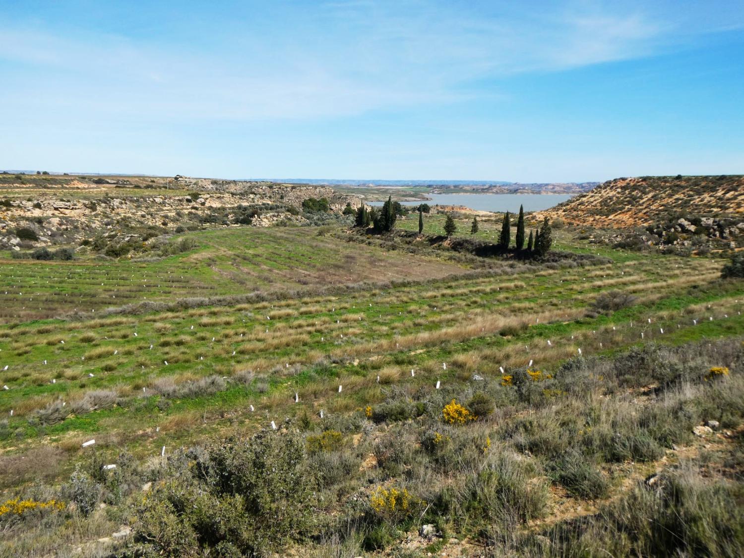  en venta finca rústica Caspe Bajo Aragón-Caspe 3
