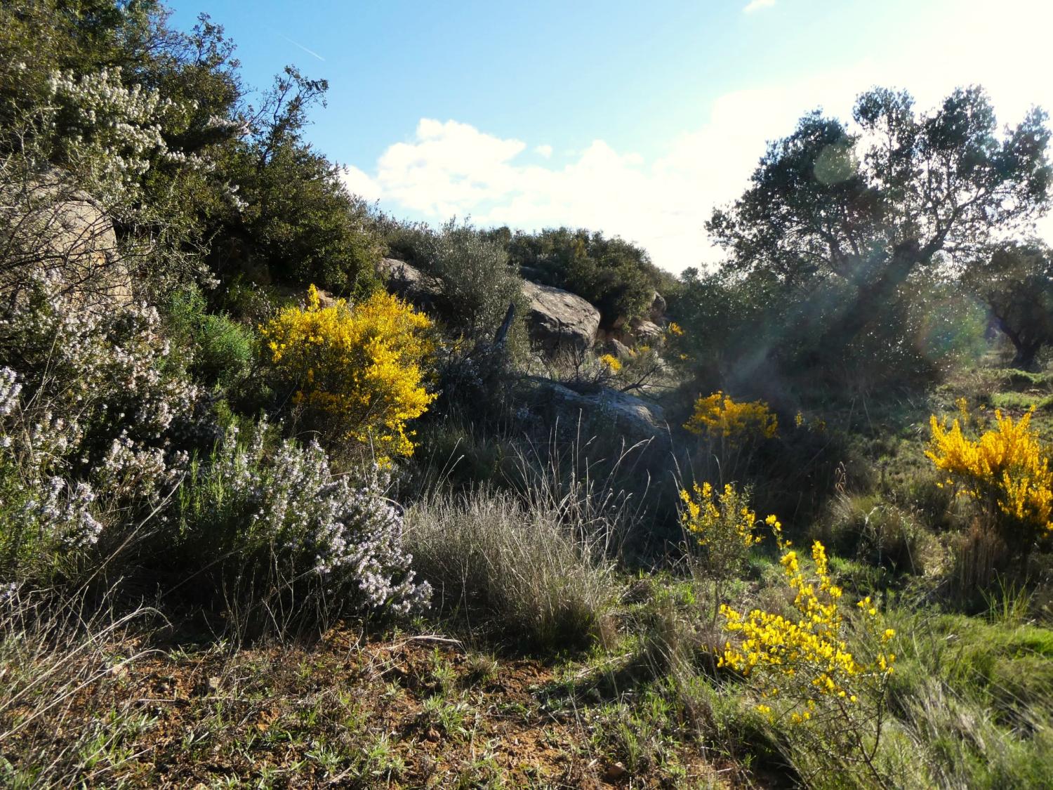  en venta finca rústica Fabara Bajo Aragón-Caspe 21