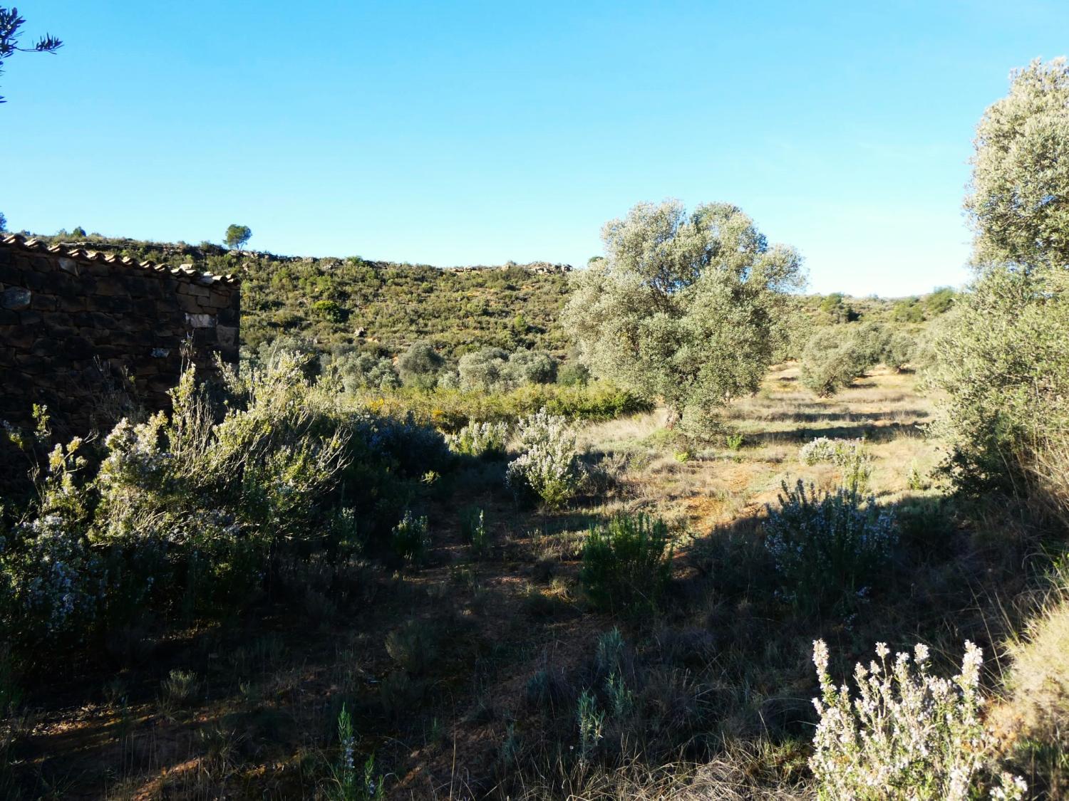  en venta finca rústica Fabara Bajo Aragón-Caspe 6