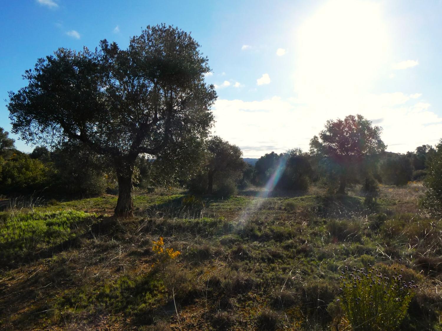  en venta finca rústica Fabara Bajo Aragón-Caspe 16