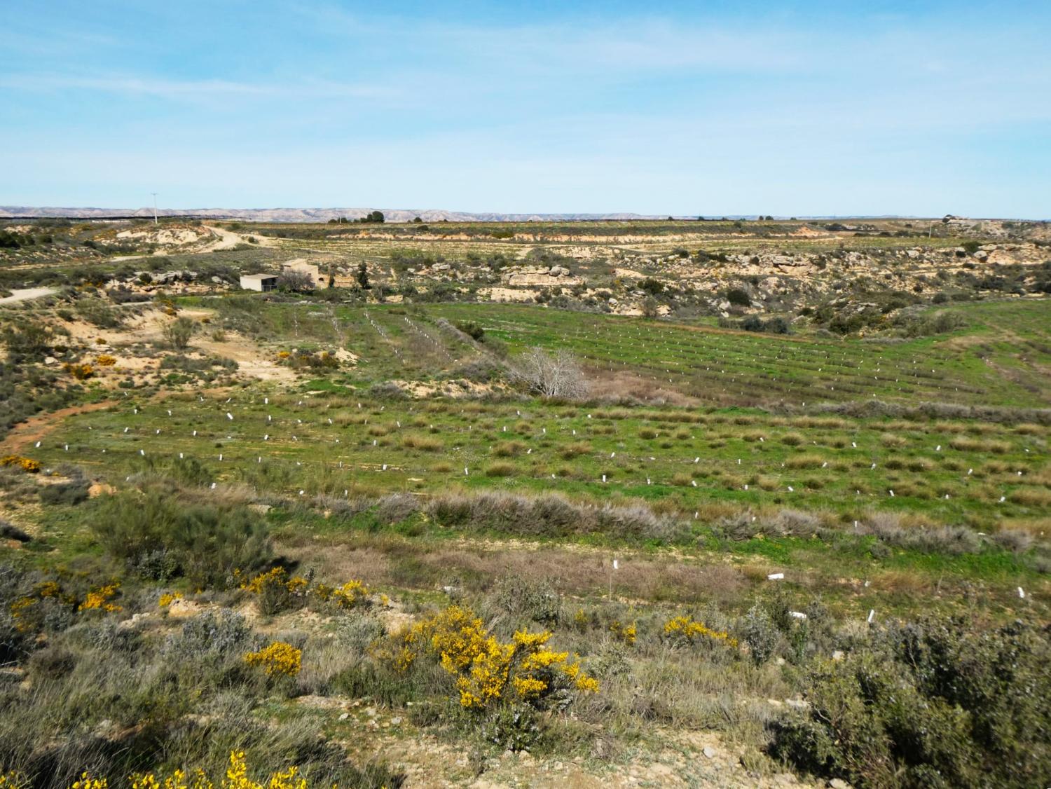  en venta finca rústica Caspe Bajo Aragón-Caspe 4