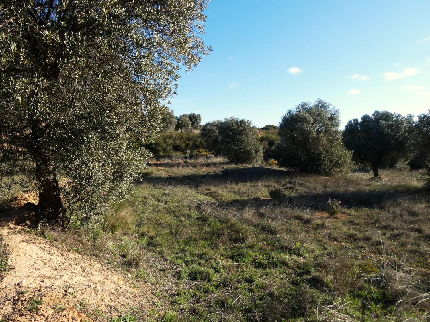  en venta finca rústica Fabara Bajo Aragón-Caspe 19